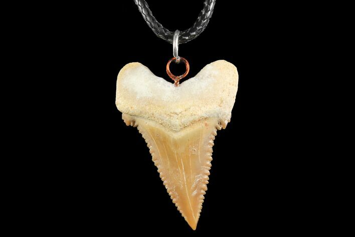 Fossil Shark (Palaeocarcharodon) Tooth Necklace -Morocco #110194
